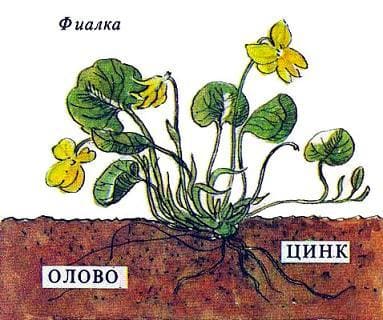 фиалка