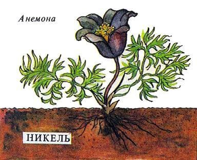анемона