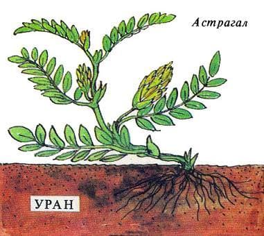 астрагал
