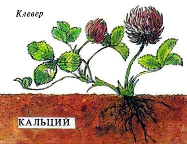 клевер