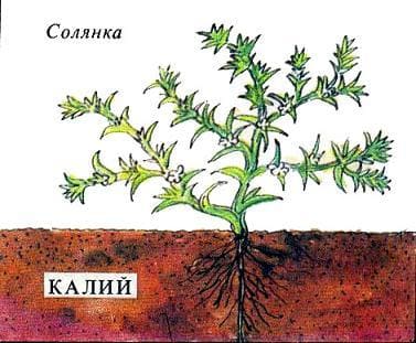 солянка