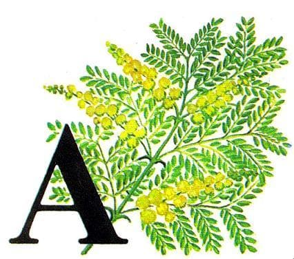 АКАЦИЯ-ДЕРЕВО