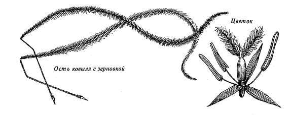 КОВЫЛЬ