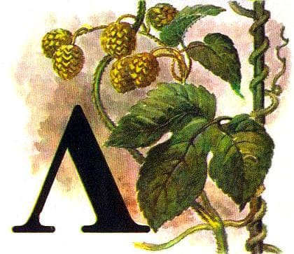 ЛИАНЫ