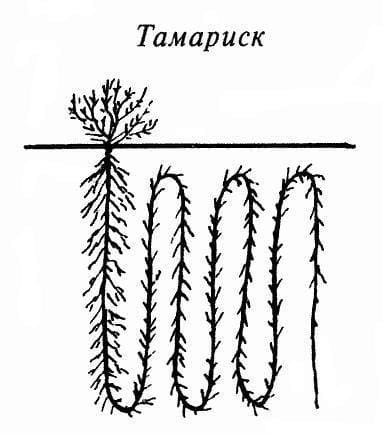 тамариск