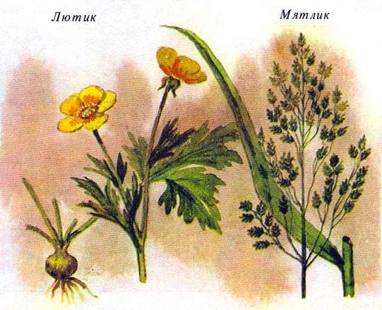 Лютик и Мятлик