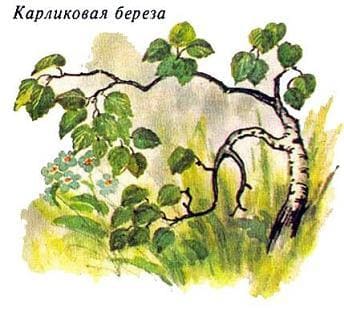 карликовая береза