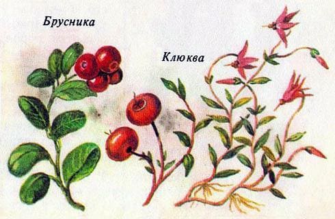 брусника клюква