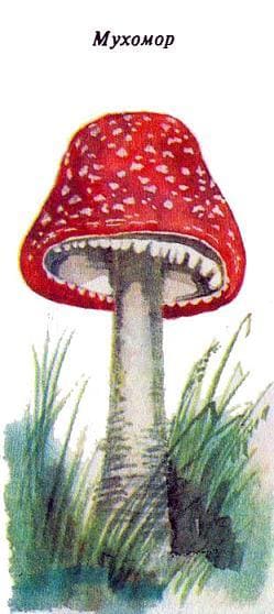 мухомор