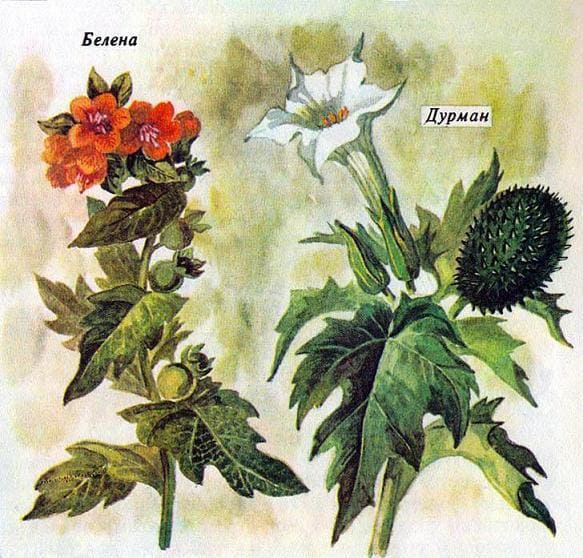 Белена Дурман