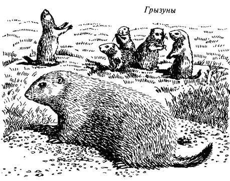 грызуны