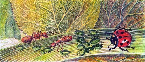 божья коровка муравьи и тля