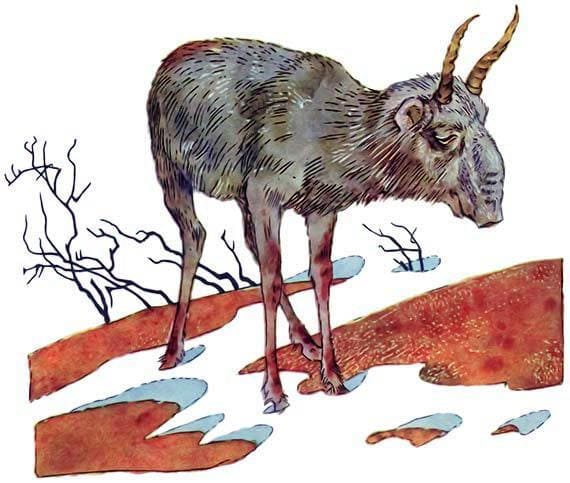 сайгак зимой