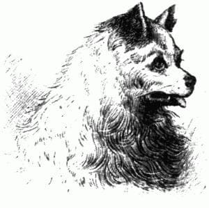 пёс Султан